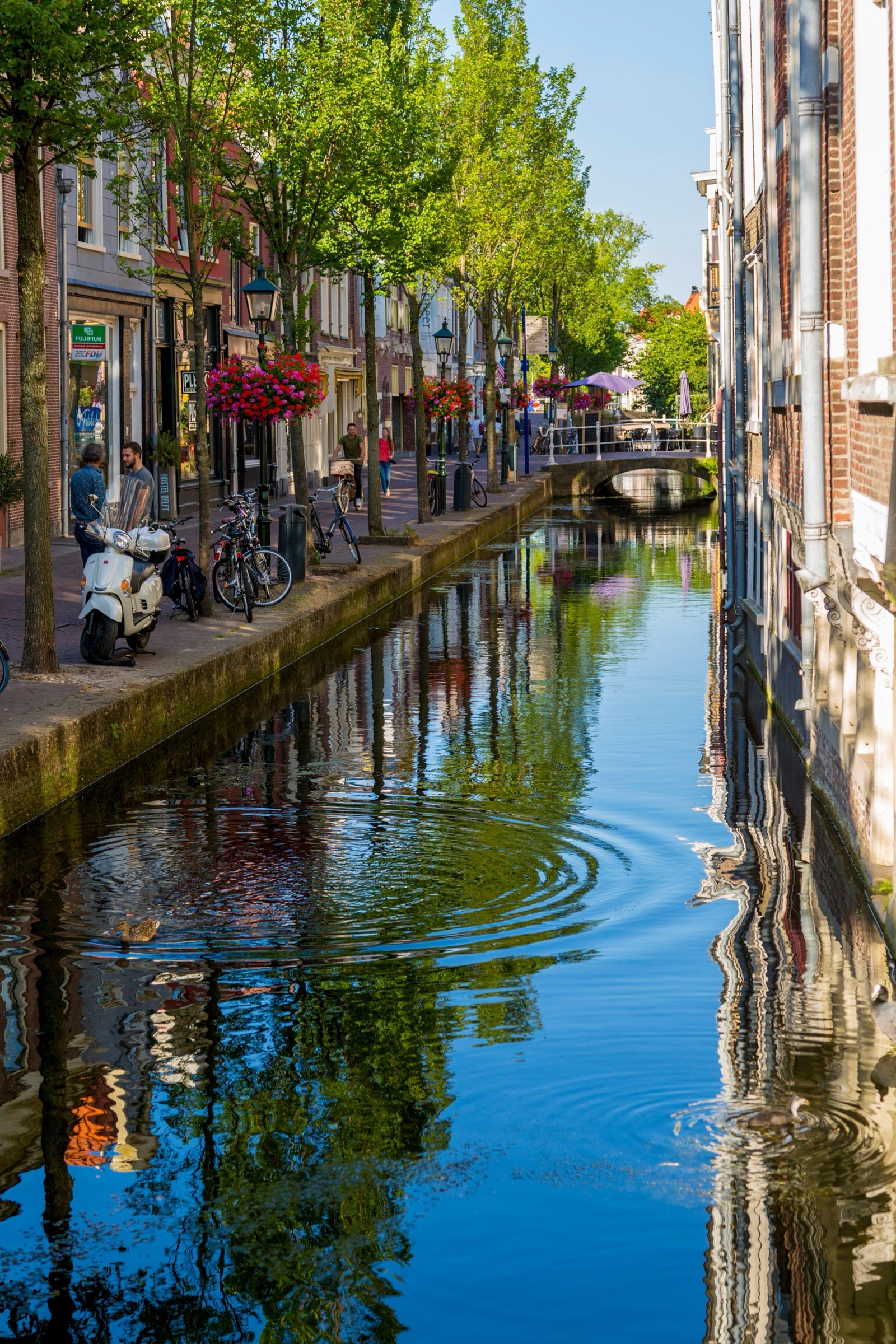 Delftse gracht met weerspiegeling, eend en fietsen langs de kade