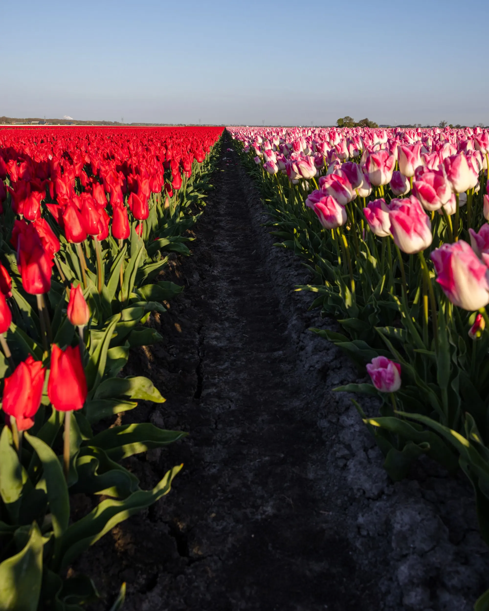 Tulpenvelden in bloei in Holland