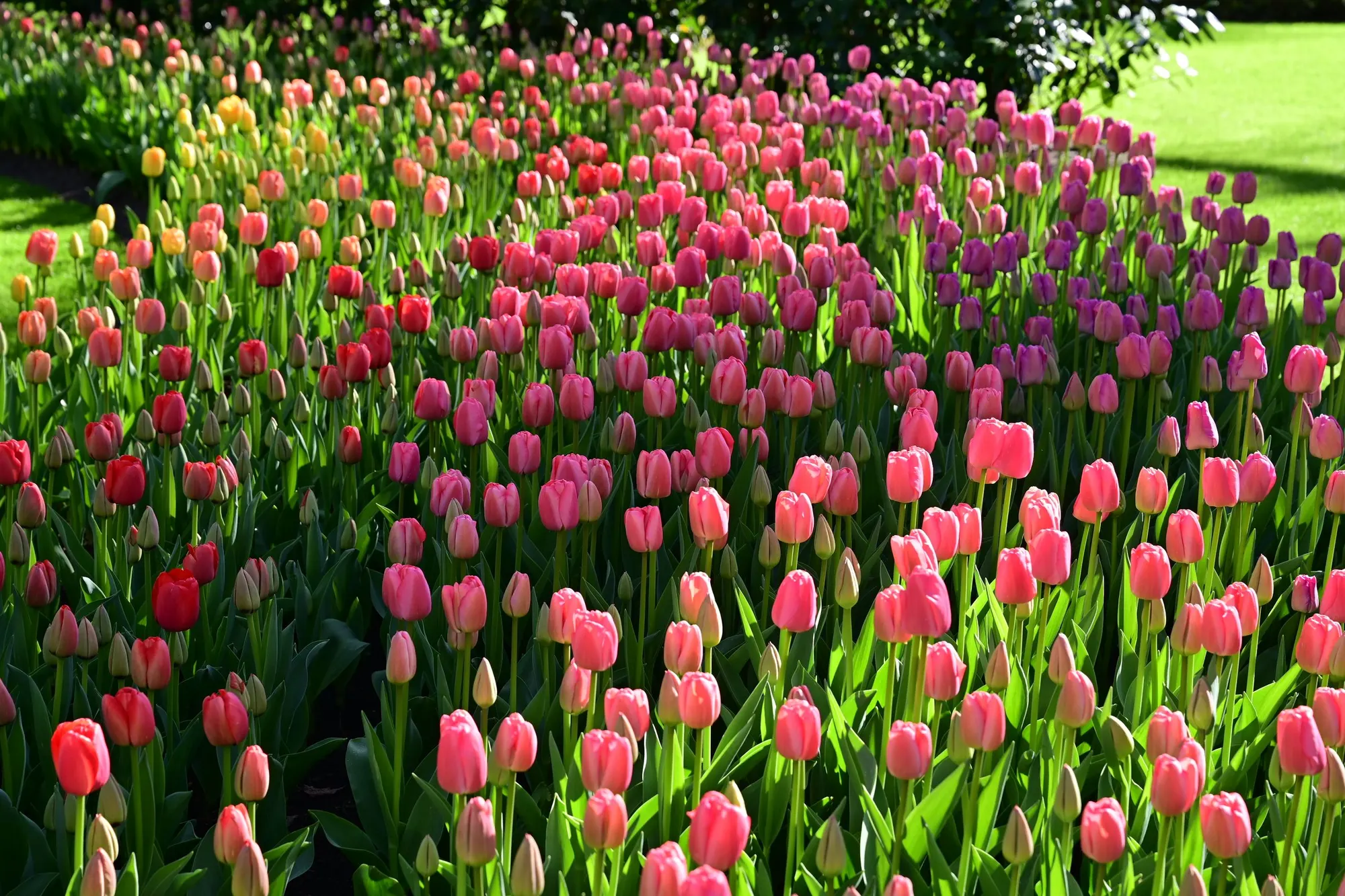 Bed van roze tulpen in het voorjaar