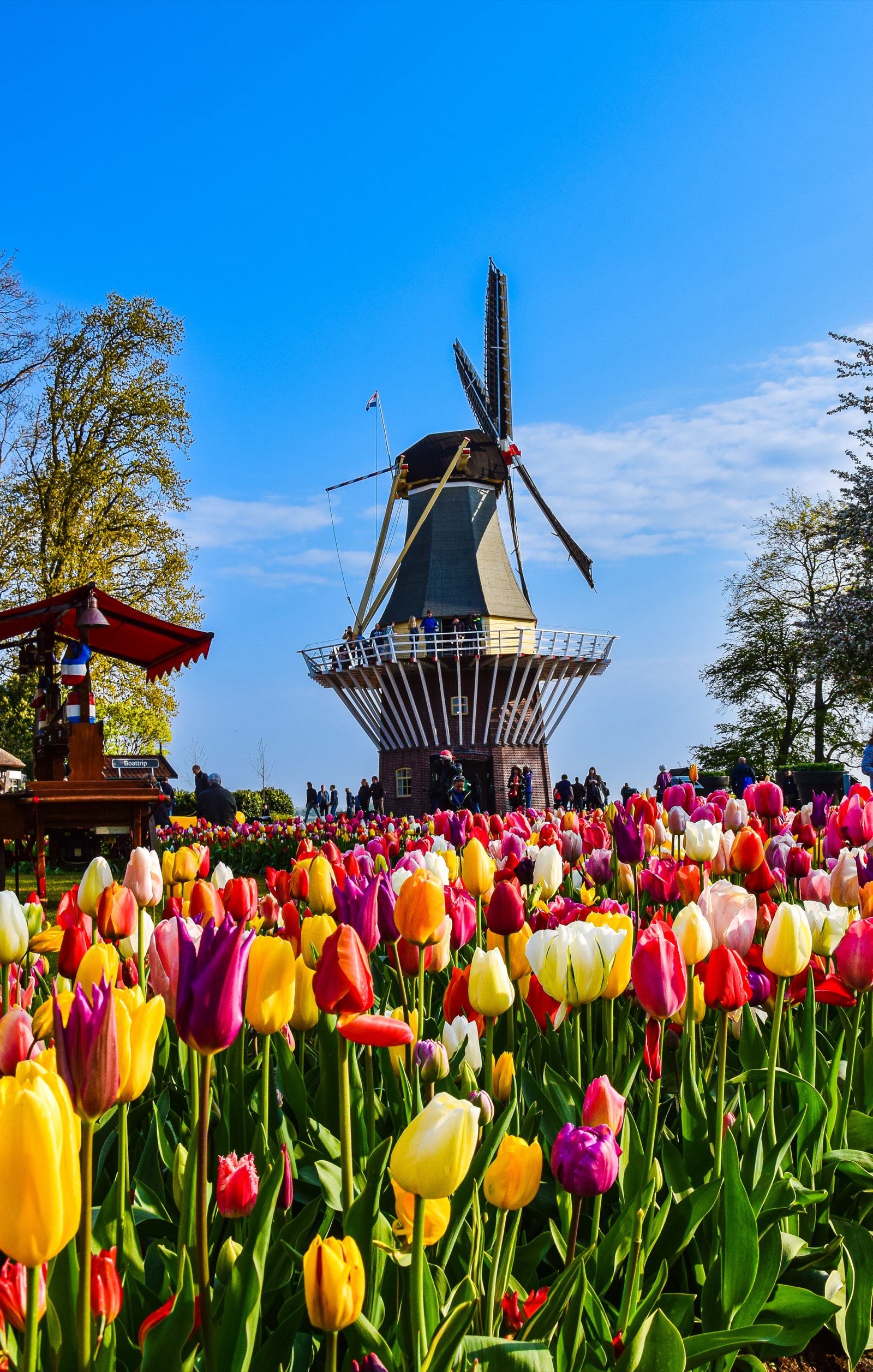 Kleurige tulpenvelden voor een witte molen onder een blauwe hemel