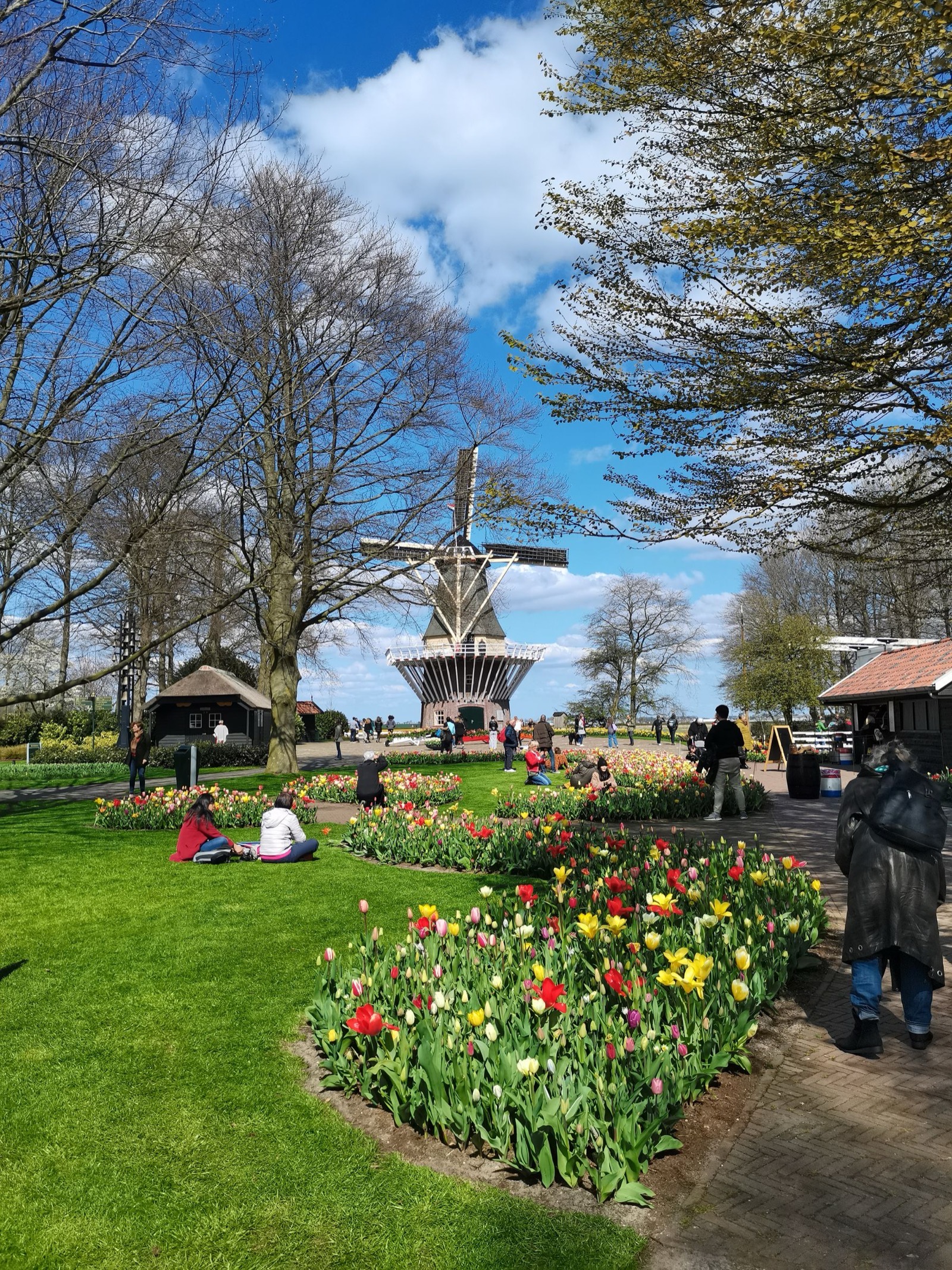 Tulpemborders en een molen in een aangelegde lentetuin